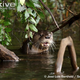 Illustration for article titled Monday Mustelid - Lontra provocax Edition